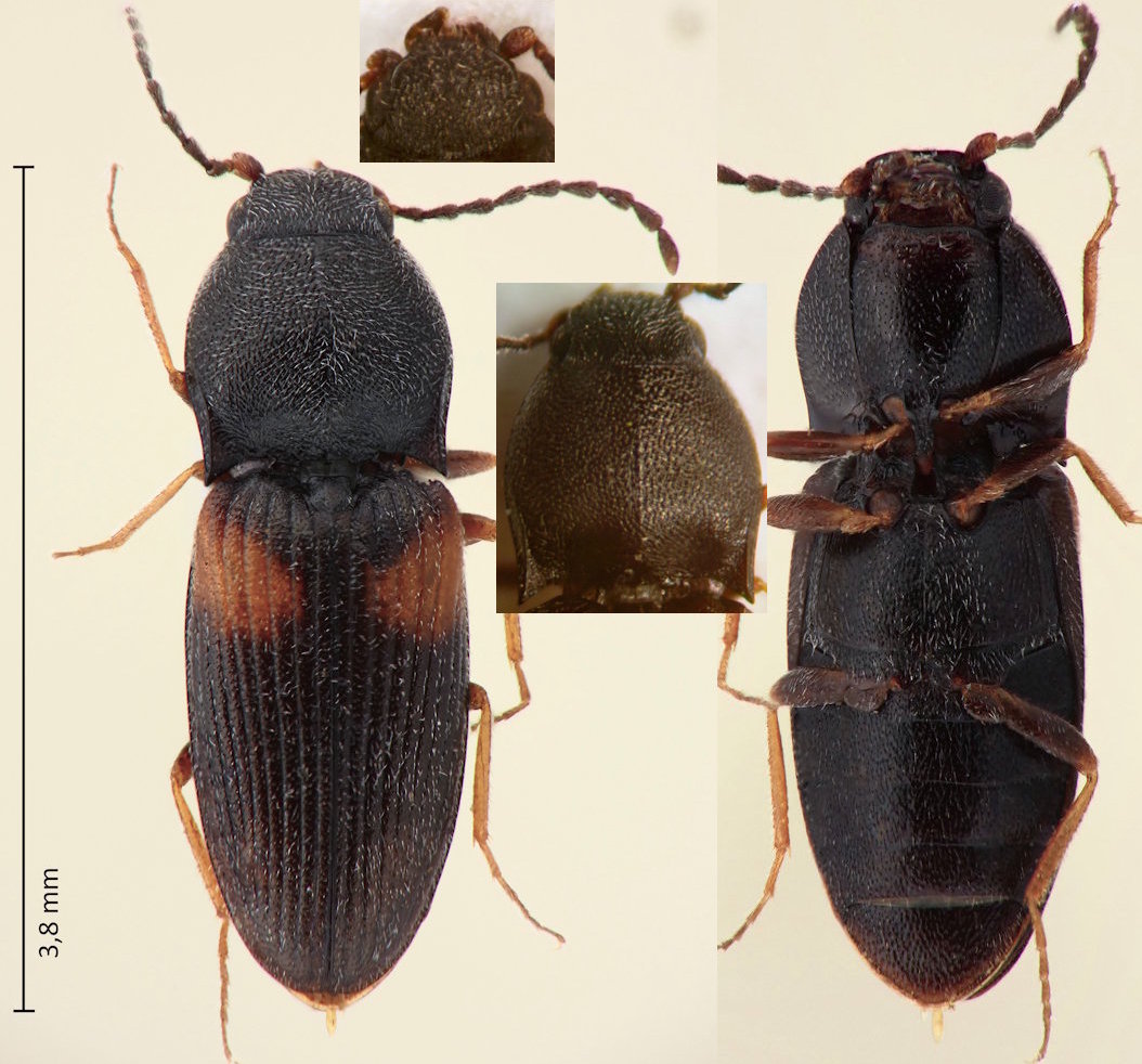 Zorochros sp.
