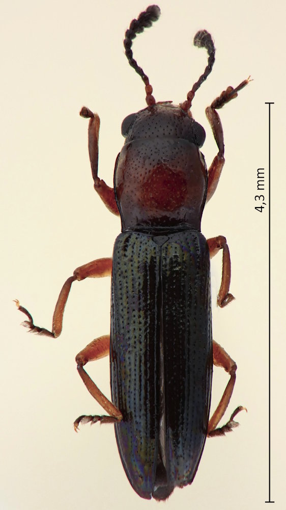 Anadastus menetriesii