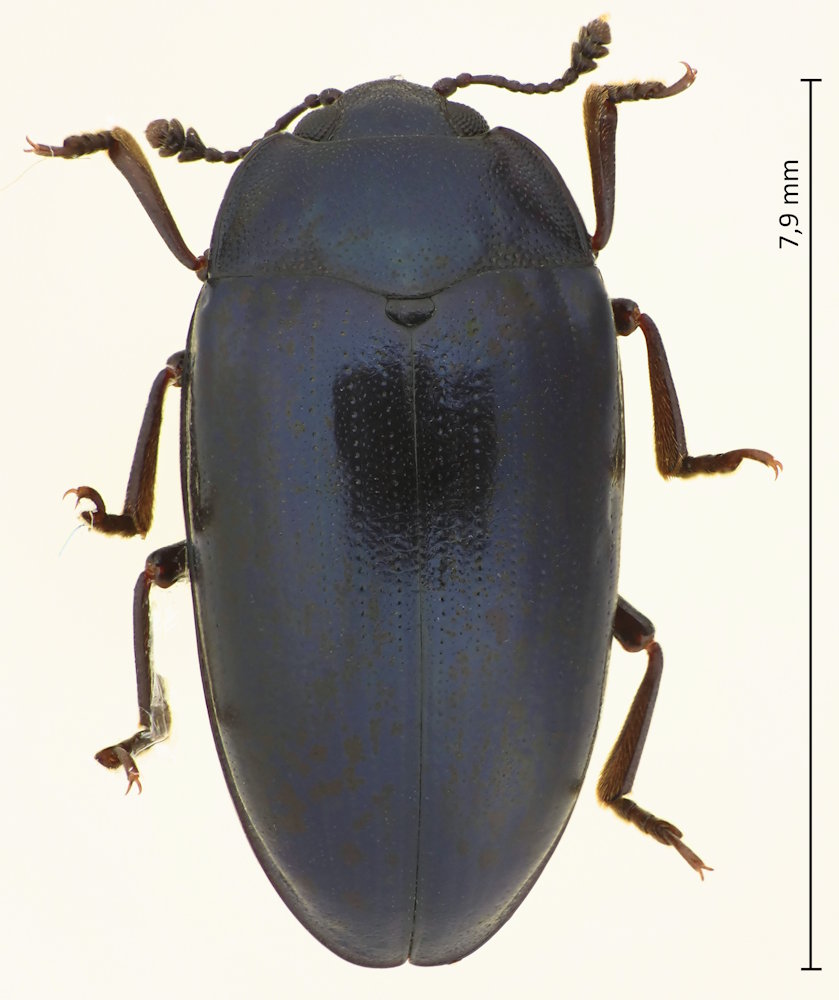 Aulacochilus sibiricus