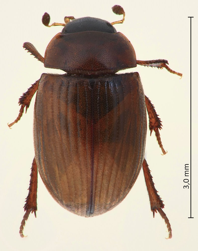Cercyon aptus