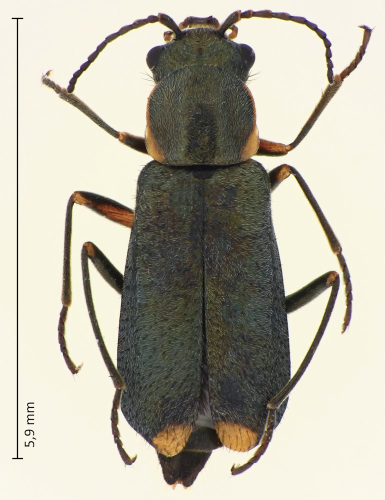 Malachius prolongatus