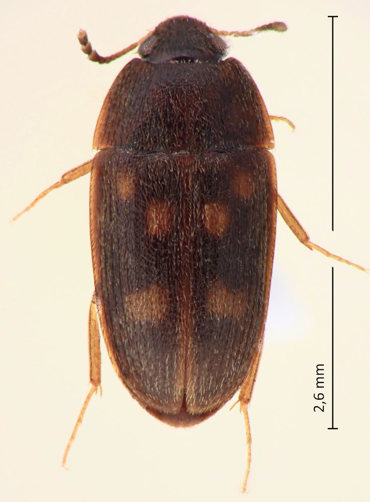 Litargus japonicus