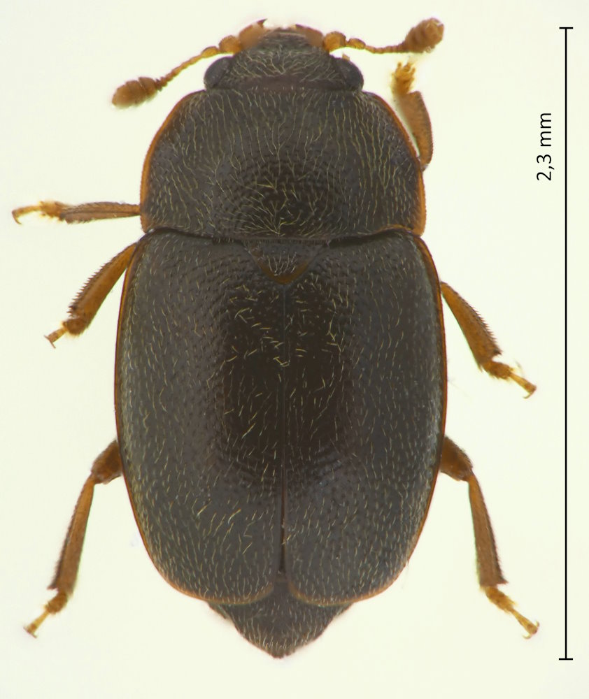 Epuraea funeraria