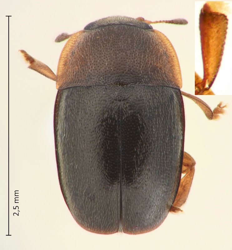 Meligethes flavicollis