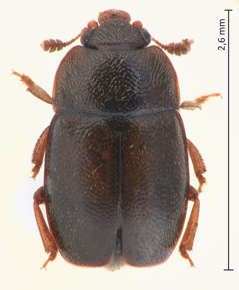 Nitidulidae sp. 1
