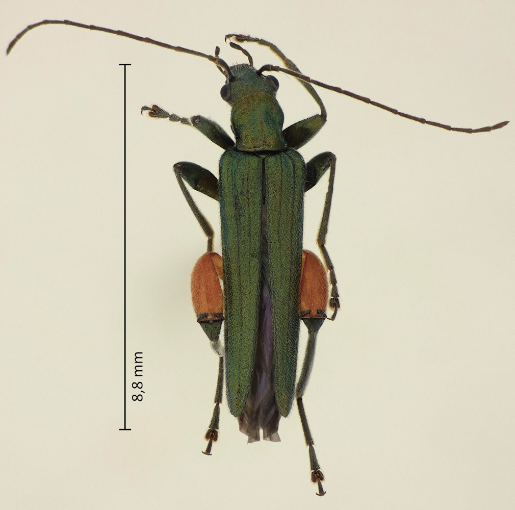 Oedemera sexualis