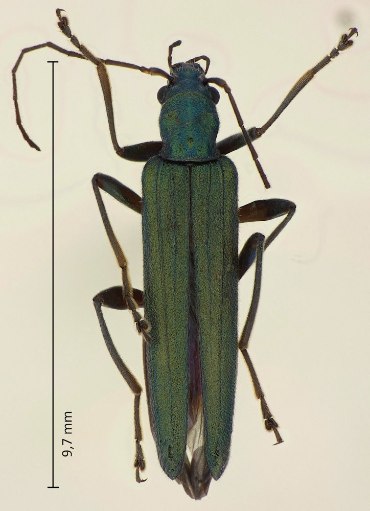 Oedemera sexualis