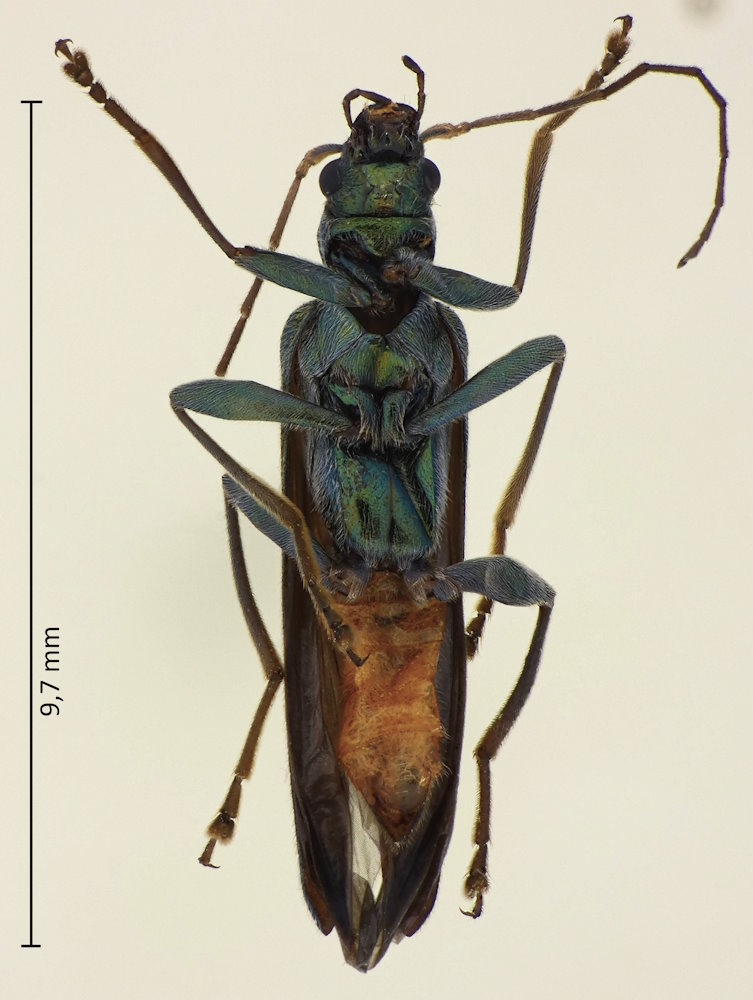 Oedemera sexualis