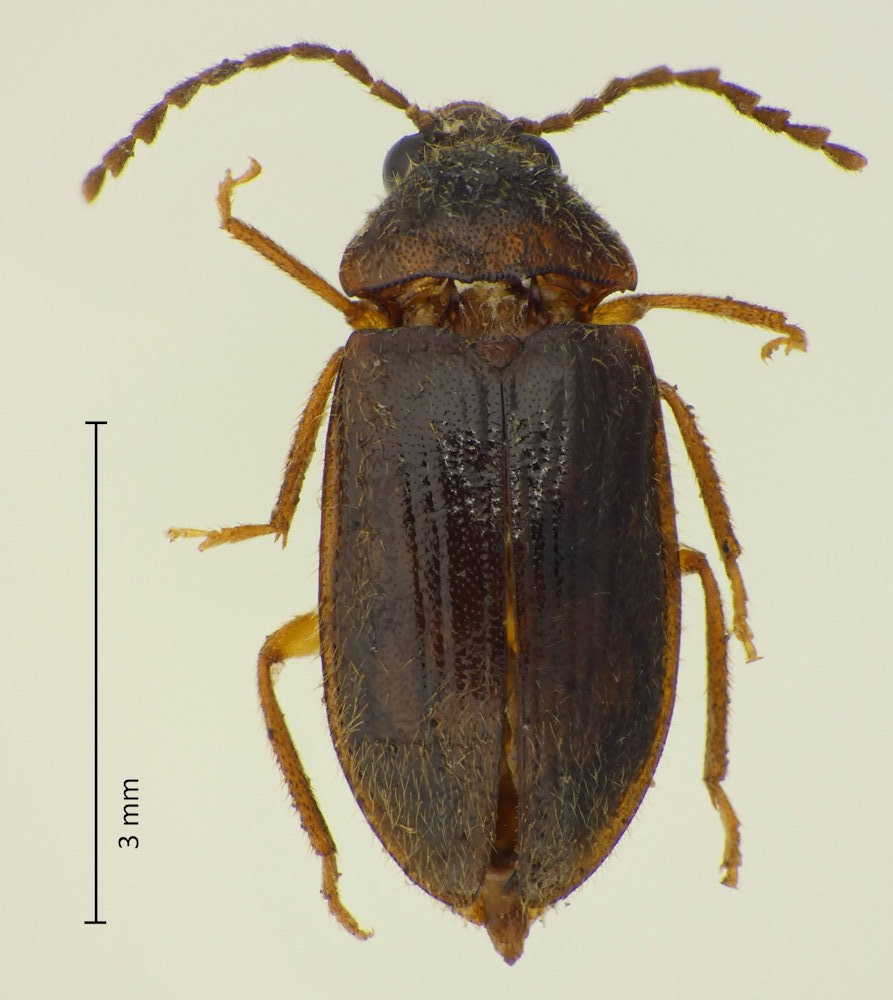 Ptilodactyla chujoi (Weibchen)