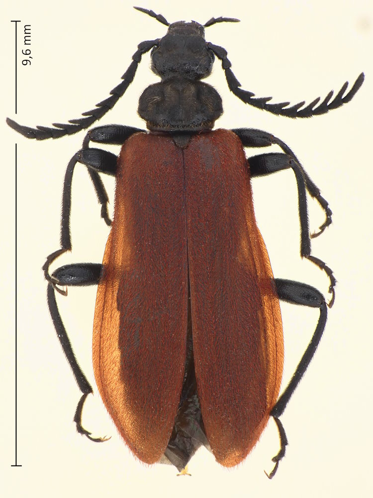 Pseudopyrochroa laticollis