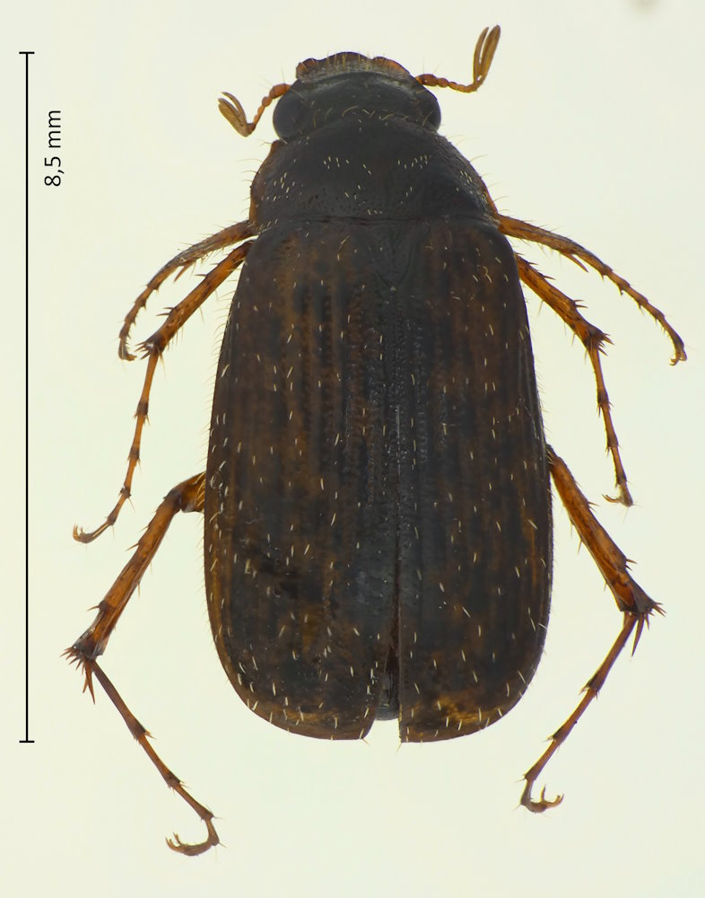 Serica sp.