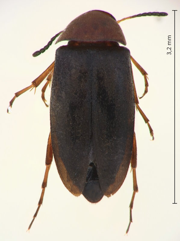 Anaspis cf. mitchyi