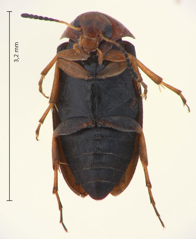 Anaspis cf. mitchyi