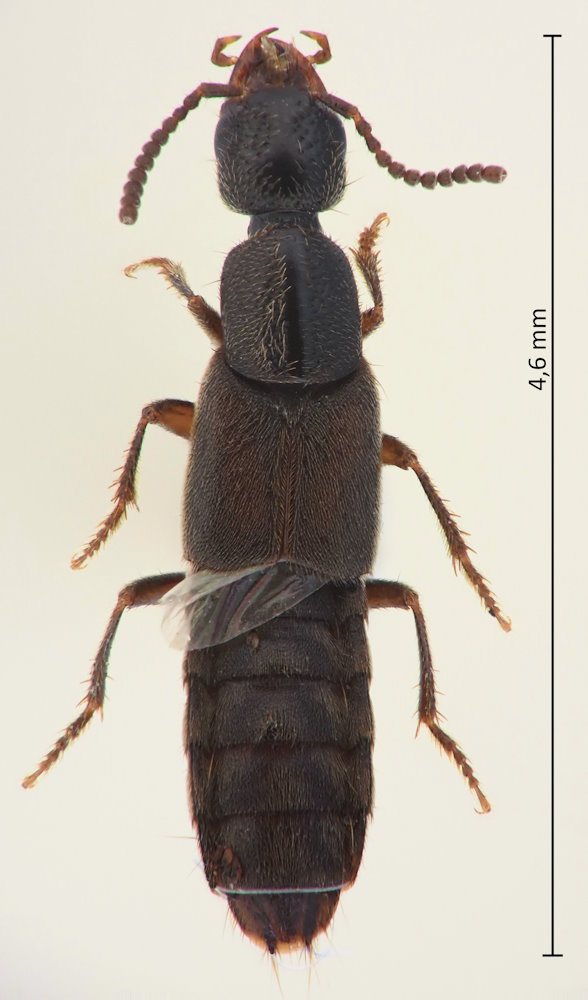 Cafius rufescens