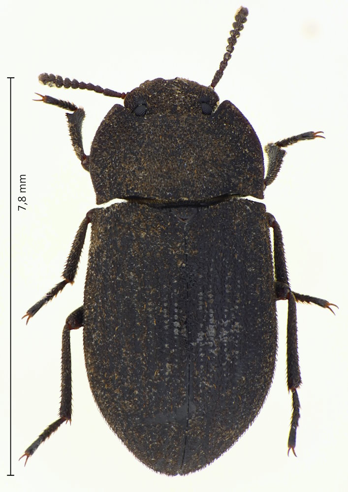 Gonocephalum coenosum