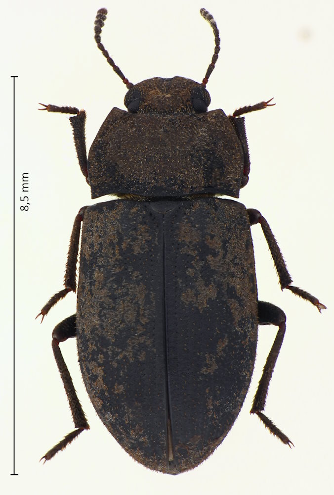 Gonocephalum coriaceum