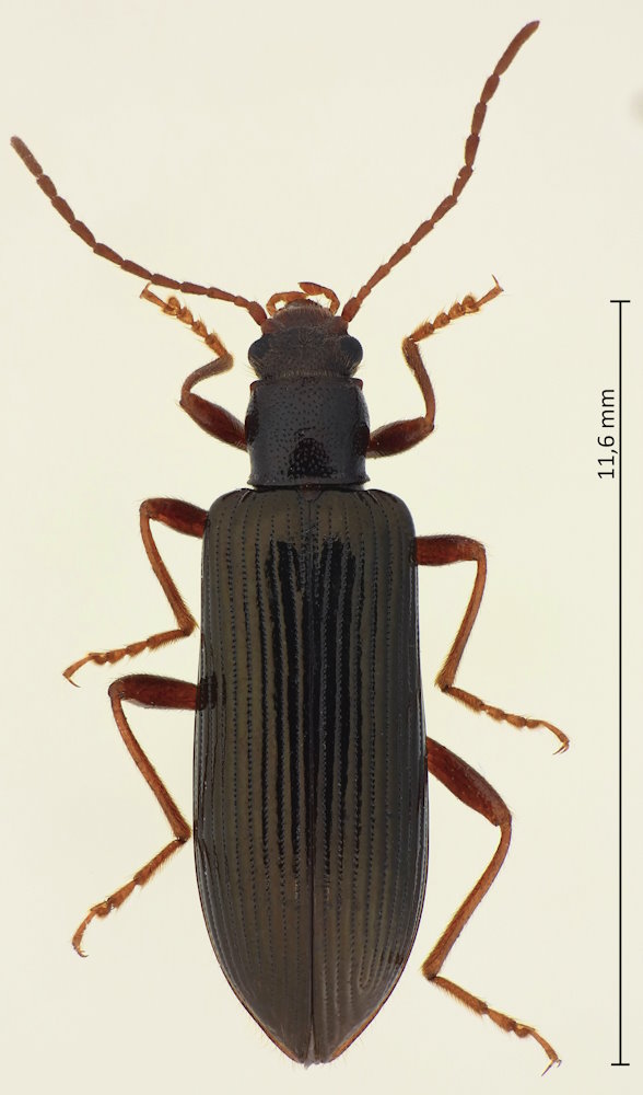 Macrolagria rufobrunnea