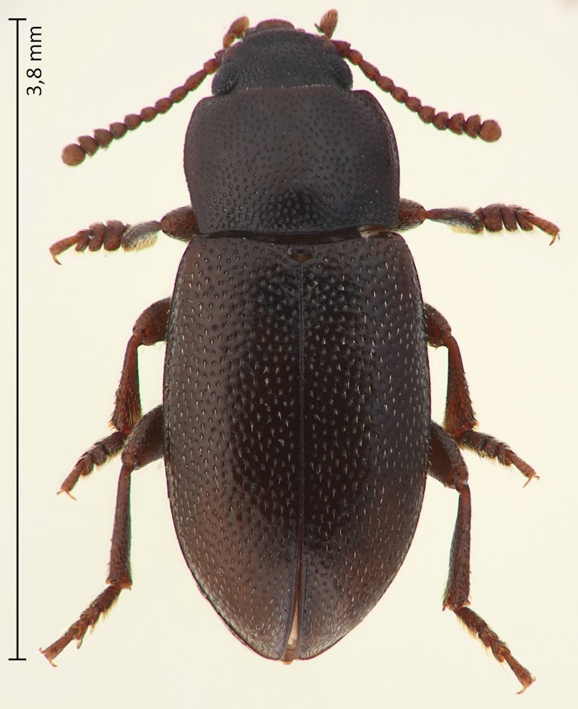 Micropedinus pullulus