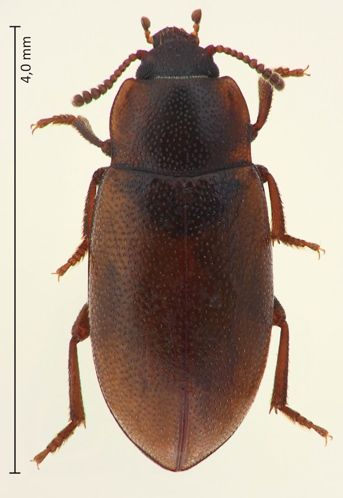 Micropedinus pullulus