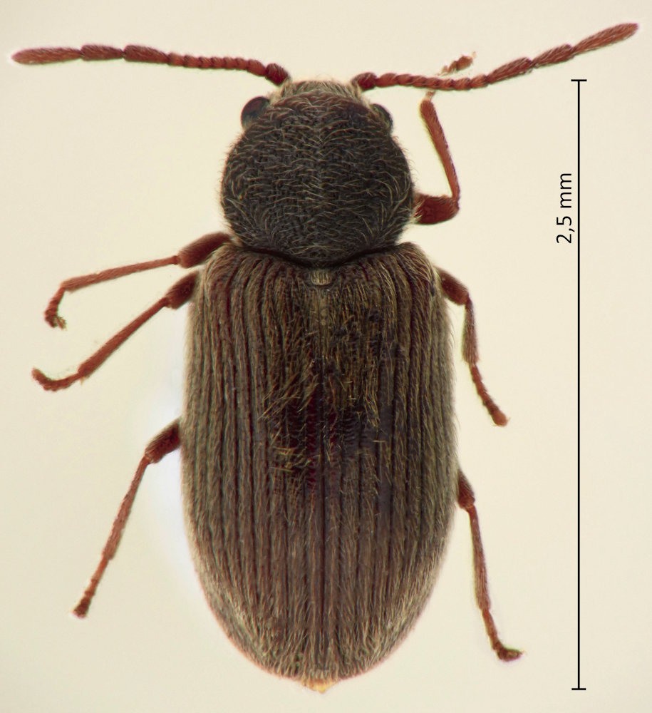 Homophthalmus rugicollis