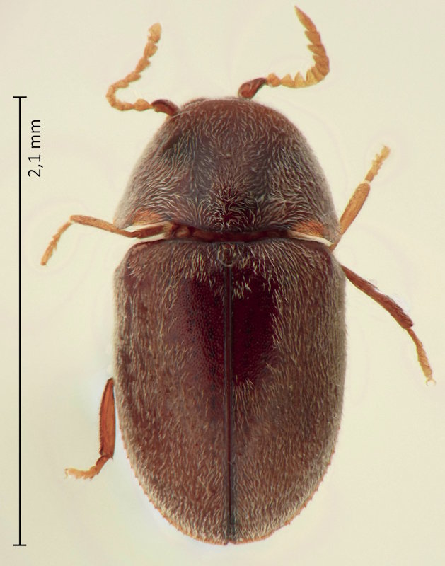 Mesocoelopus collaris
