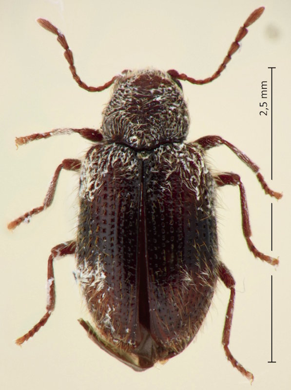 Pseudodryophilus paradoxus