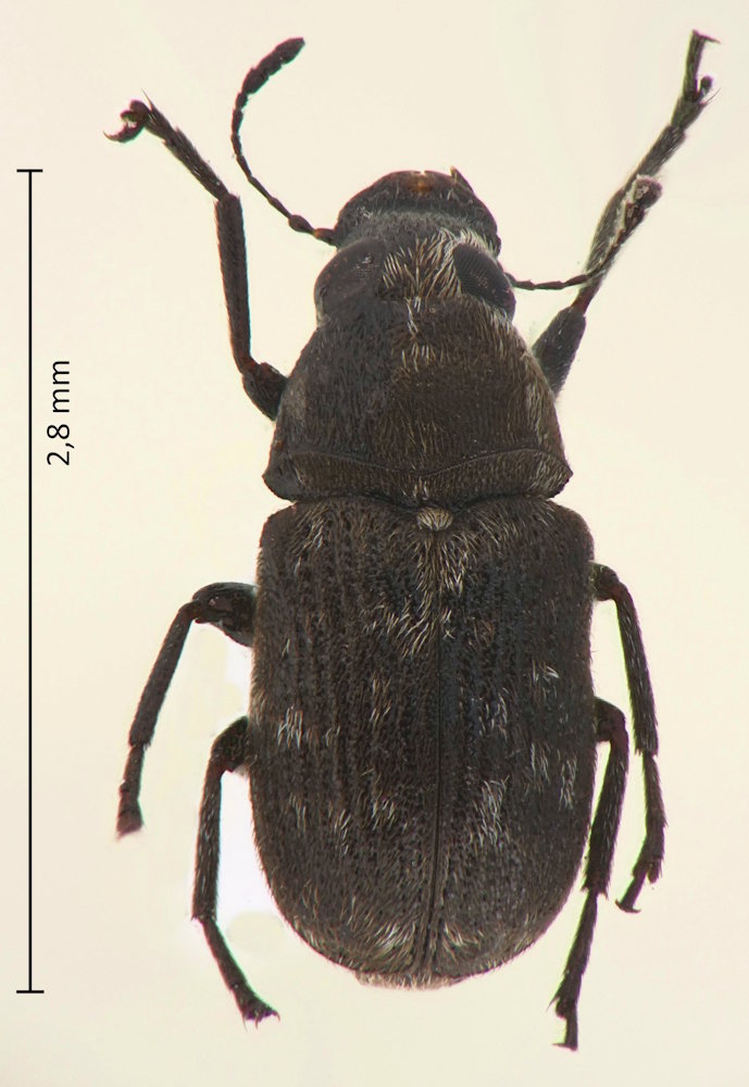 Rhaphitropis marchicus