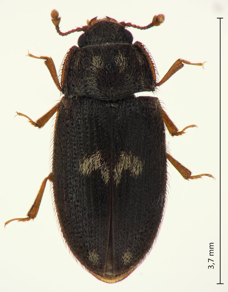Biphyllus lunatus