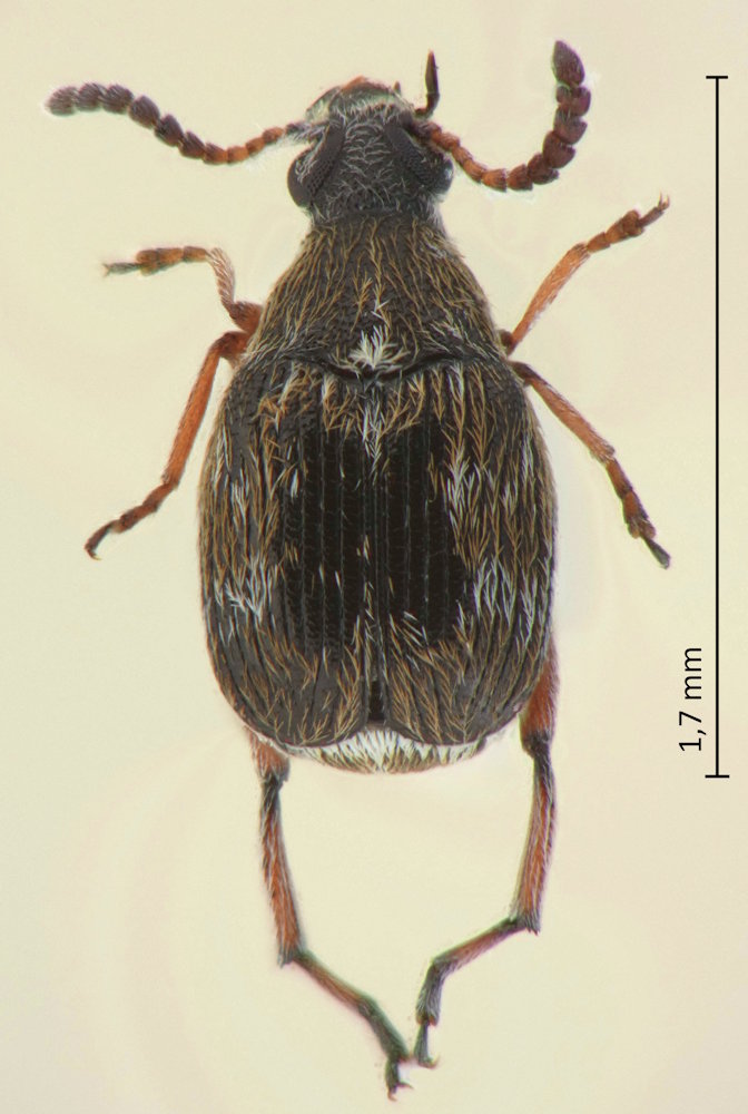 Bruchidius lichenicola