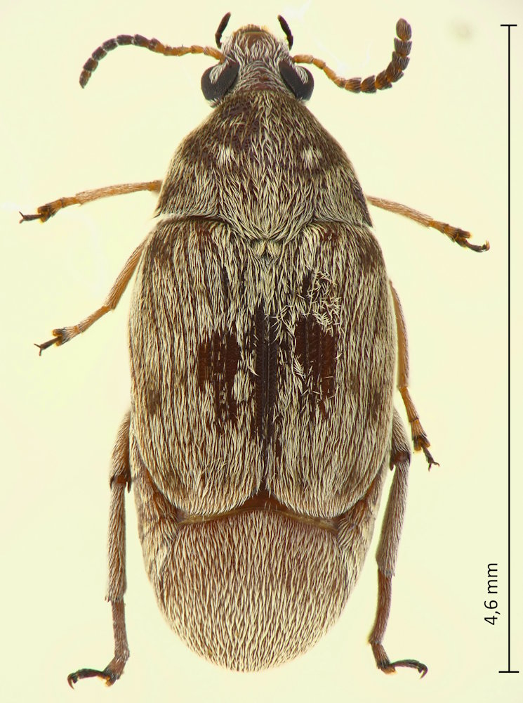 Bruchidius terrenus