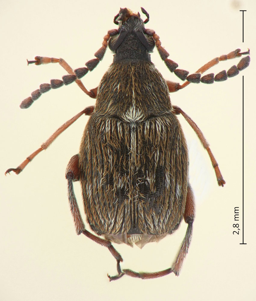 Bruchidius wollastoni