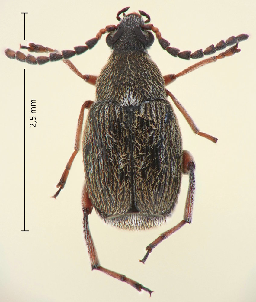 Bruchidius wollastoni