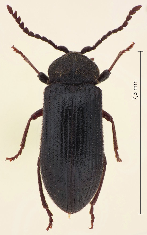 Cerophytum elateroides