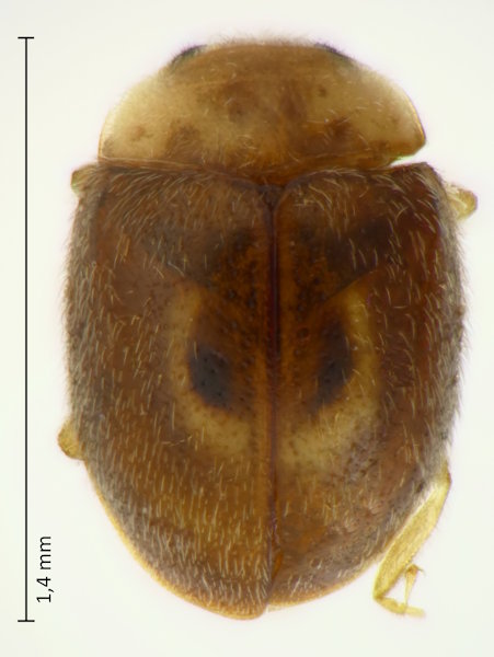Clitostethus arcuatus