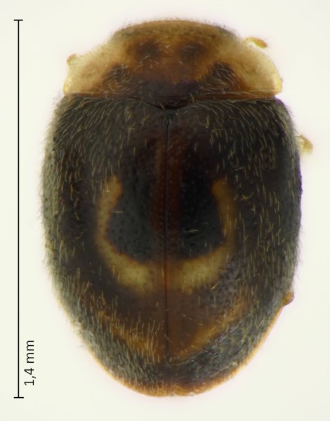 Clitostethus arcuatus