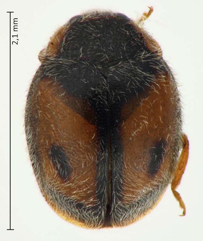 Pullus cf. canariensis