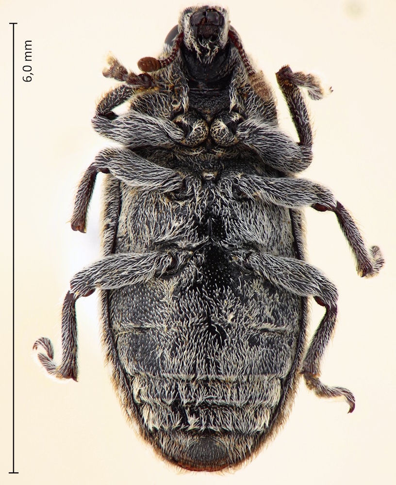 Bangasternus planifrons