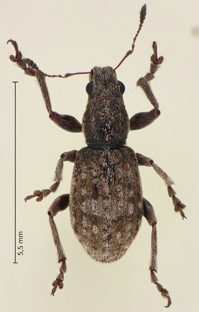 Coelositona latipennis