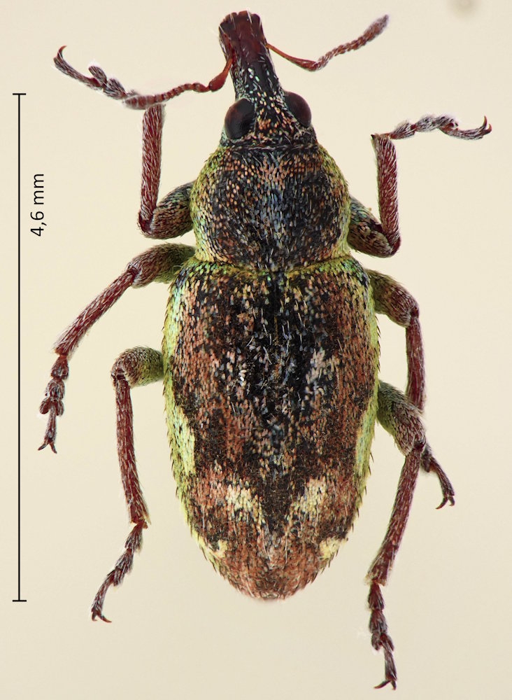 Coniatus deyrollei