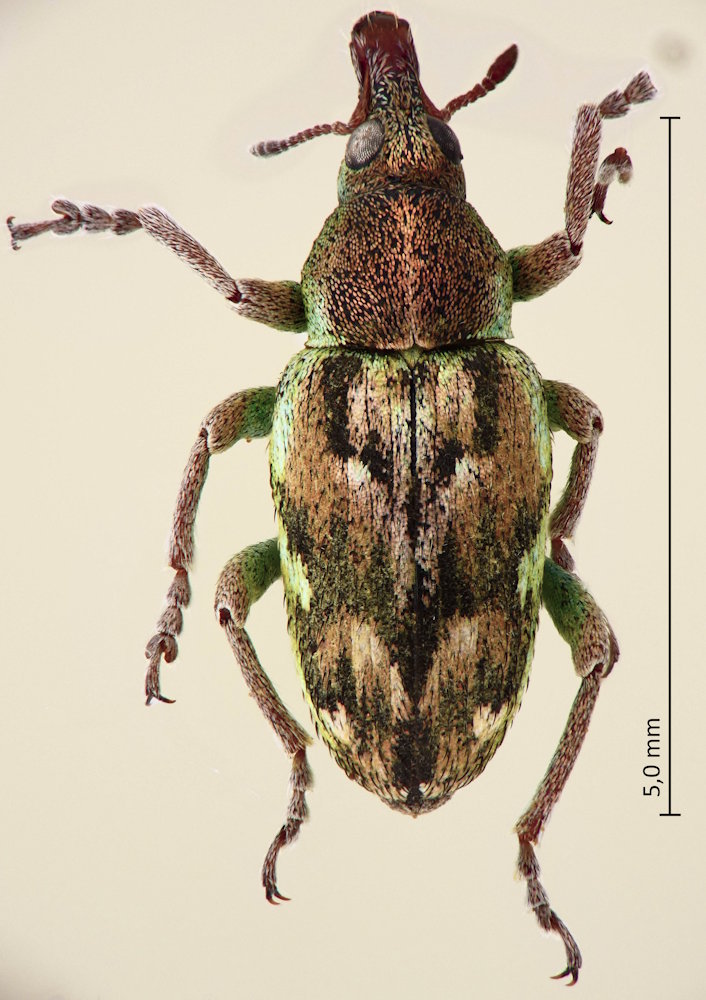 Coniatus deyrollei