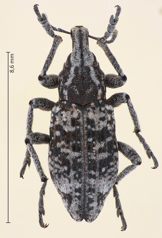 Coniocleonus hollbergii
