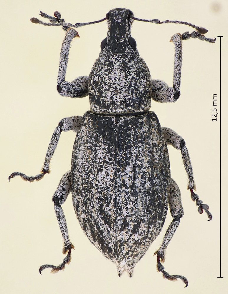 Geonemus caudatulus