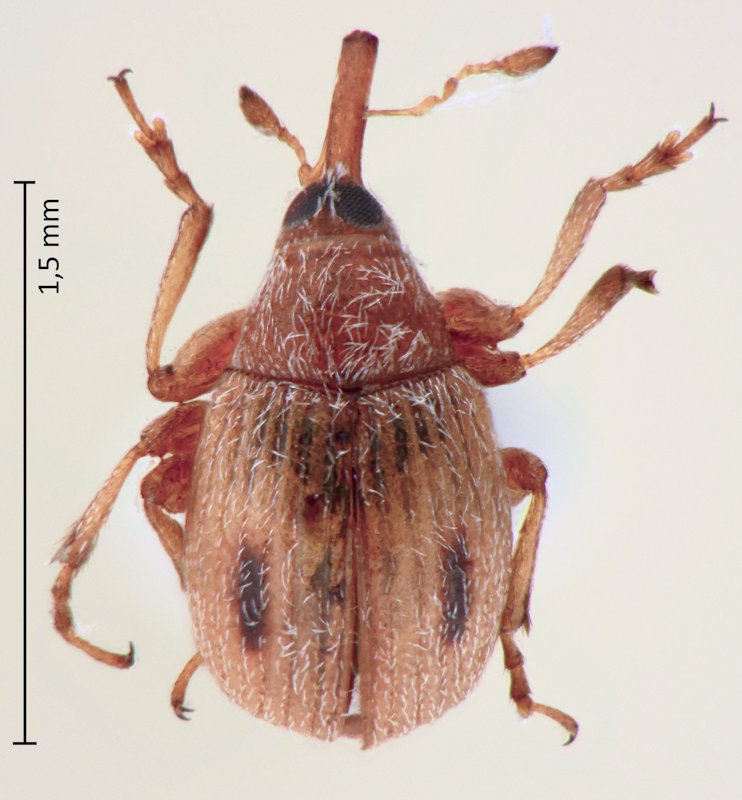 Hypophyes pallidulus