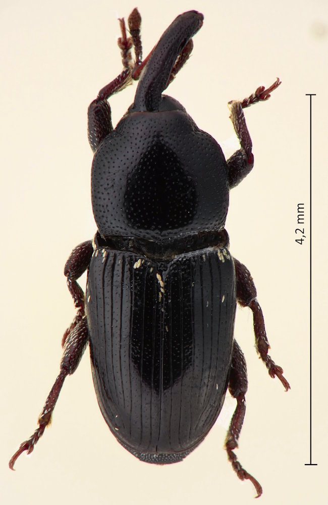 Maurobaris spoliata