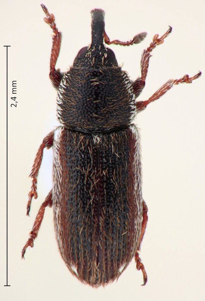 Mecinus circulatus