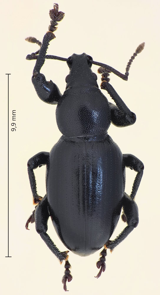 Otiorhynchus meschniggi