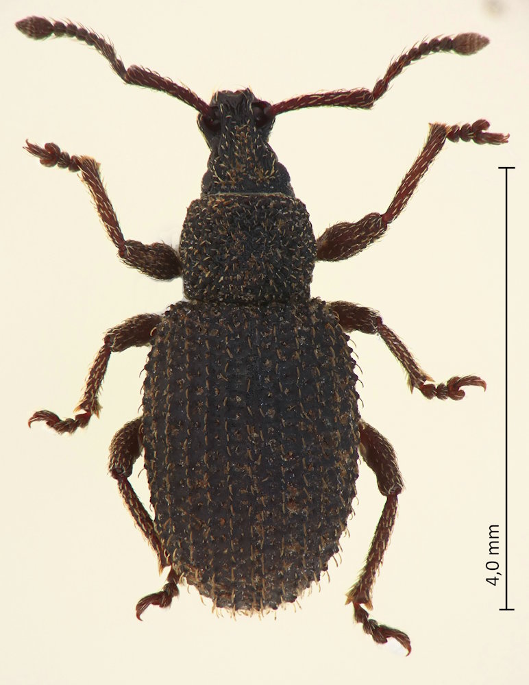 Otiorhynchus pigrans