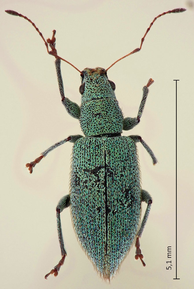 Polydrusus calabricus