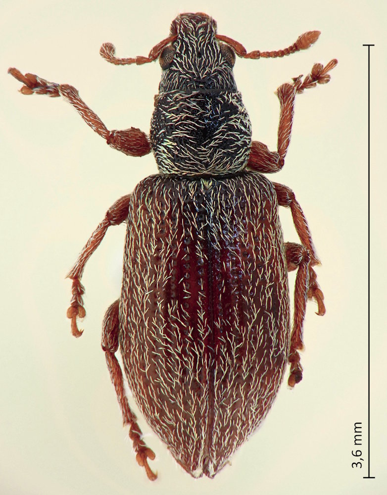 Polydrusus subnotatus