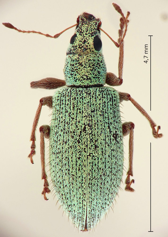 Polydrusus xanthopus